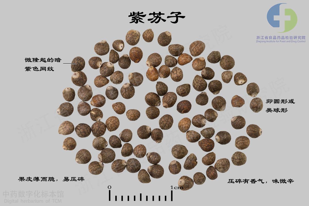 紫苏子 标本影像